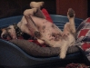 Purson Russel Terrier - Companionable Dogcare