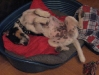 Purson Russel Terrier - Hunde Betreuungsservice Wien