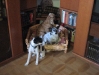 Parson Russel Terrier / Terrier Mix / Cocker Spaniel - Dogsitting Wien