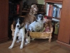 Terrier-Max / Terrier-Winni / Spaniel-Bella - Vorort Hundesitting Wien
