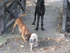 Dogge Männchen / Boxer Männchen / Terrier Weibchen - Outdoor Hunde Gruppenbetreuung Wien