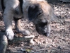 Terrier Mix Rüde - Outdoor Hundebetreuung Wien