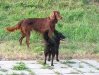 Irish Setter Rüde / Mudi Weibchen - Hundebetreuung mit Konzept