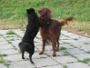 Setter küsst Mudi - Vienna Dogs