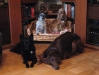 Mudi / Irish Setter / Terrier Mischling / Spaniel - Indoor Hunde Gruppenbetreuung