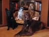 Hundegruppe - Familienhunde Gruppenbetreuung Wien