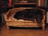 Irish Setter Brix - Familienhunde Einzelbetreuung Wien