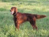 Irish Setter Brix - Hundebetreuung mit Konzept