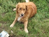 Golden Retriever Lucky - Outdoor Dogsitting Wien