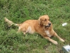 Retriever Lucky - Retriever Betreuung Wien