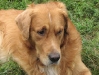 Golden Retriever Lucky - Familienhund betreut in Wien