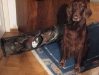 Hauskatze Neo und Irish Setter Brix - Betreute Tiere in Wien