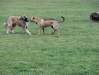 Hunde beim Kräftemessen - Dogwalking Wien