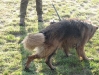 Belgischer Schäferhund - Hunde Tagessitter Wien