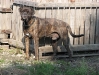 Bull Mastiff Rüde - Hundebetreuung Wien