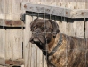 Bull Mastiff Rüde - Hunde betreut mit Herz und Verstand