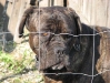 Bull Mastiff Männchen - Betreuungshund Wien