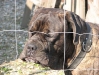 Bull Mastiff Rocko - Betreuungsservice für Hunde Wien