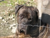 Bull Mastiff Männchen Rocko - Listenhundebetreuung Wien