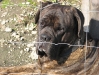 Bull Mastiff Rüde Rocko - Listenhunde betreut in Wien