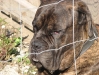 Bull Mastiff - Betreuter Listenhund