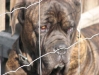 Bull Mastiff Rüde Rocko - Rassehunde Betreuungsservice Wien 