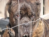 Mastiff Männchen Rocko - Hunde Tagessitter Wien