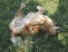 Golden Retriever - Haushund Betreuung Wien