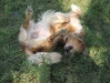 Golden Retriever - Familienhund Betreuung Wien