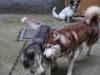 Husky Maruk / Husky Luna / Jack Rassel Terrier Mix - Hundegruppen Outdoorbetreuung Wien