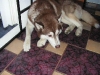 Husky Maruk - Hunde Einzelbetreuung Indoor Wien