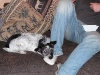 Jack Rassel Terrier - Hundebetreuung Einzelservice