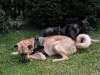 Kangal Rüde und Schäfer Mix - Hunde Pärchen Betreuung Wien