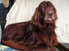 Irish Setter - Dogsitter Einzel Betreuungsservice Wien