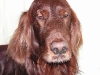 Irish Setter Brix - Hunde vor Ort Urlaubsbetreuung Wien