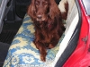 Irish Setter Brix - Mobiles Hundeservice Wien