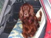 Irish Setter Brix - Hundebetreuung mobil vor Ort