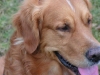 Retriever Lucky - Apportierhunde Betreuung Wien