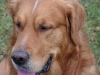 Golden Retriever Lucky - Haushunde Service Wien