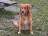 Golden Retriever Lucky - Haushunde Betreuung Wien