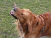 Golden Retriever Lucky - Hunde Ausführservice Wien