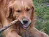 Golden Retriever Lucky - Hundebetreuer in Wien