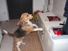 Beagl Filou - Hunde Hol und Bring Service Wien