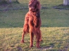 Irish Setter Rüde Brix ganz erhaben