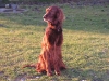 Irish Setter Männchen Brix Majestät