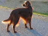 Irish Setter Brix genießt die Dämmerung