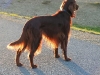 Irish Setter Brix auf Beobachtungsposten