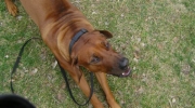 Rhodesian Ridgeback - The ridge describes a hair comb in which the fur grows against the normal direction of hair growth. It forms the most striking characteristic of this breed - dog breed pedigree dogs care service Stieglecker pet care assistance Vienna Austria
