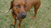 Rhodesian Ridgeback - dog breed from Africa - living with an RR means for the first three years of life of the dog to observe his behavior in relation to strangers, strange dogs and game, and to steer calmly into more suitable paths - dog care Vienna Stieglecker Austria