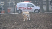 Hund beim Spielen - Akita Inu beim Spielen - zuverlässige Hundebetreuung Stieglecker Wien Österreich
